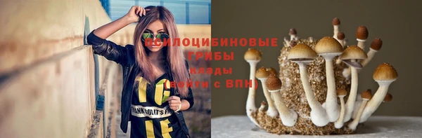 амф Тайга